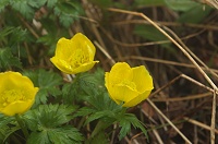 �V�i�m�L���o�C