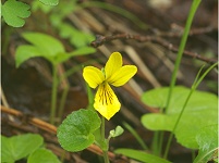 �L�o�i�m�R�}�m�c���͂����ς��炢�Ă���B