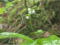 �c�o���I���g