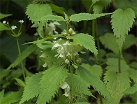 �I�h���R�\�E