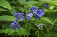 �󏭎�̃~���}�n�i�V�m�u�B