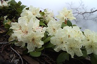 �L�o�i�V���N�i�Q