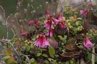 �R�C���J�K�~