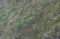 �R���̂��Ԕ��̓n�N�T���C�`�Q�̂悤���B