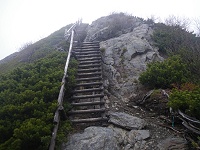 �܂��܂��n�V�S�͑����E�E�E�H