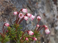 ���ȃc�K�U�N���B