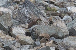 �˔@���ꂽ�I�R�W���I�I