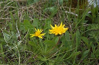 ���c�K�^�P�^���|�|