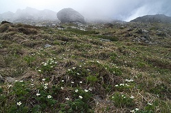 ���̂�������ΖʂɃL�^�_�P�\�E�̌Q�����L����B