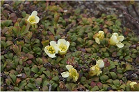 �C���E���͍炫�n�߁B