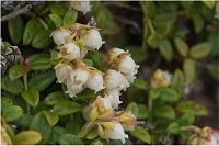 �R���o�c�K�U�N��