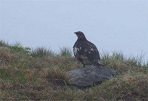 �Ăу��C�`���E�ɑ����I�I