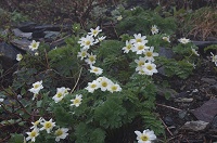 �����Ƃ�ƔG���L�^�_�P�\�E�B