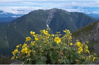 �R���ɍ炭�~���}�L���o�C�Ɛ��P�x�B