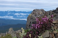 �^�J�l�V�I�K�}�ƒ����A���v�X�B