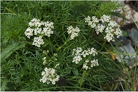 �~���}�E�C�L���E