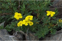 �L�����o�C