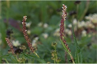 ���J�S�g���m�I