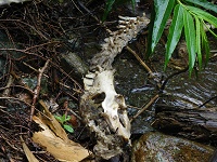 �J���V�J�̎��[�͌��݁I�H