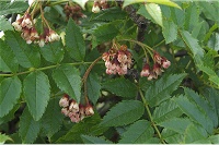 �^�J�l�i�i�J�}�h