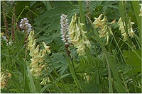 �^�C�c���I�E�M