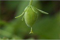 �ʎ��ɖт�����A�J�C�V�L�o�i�m�R�}�m�c���B