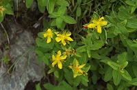 �I�g�M���\�E