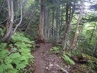 ���̎��уR�[�X�B