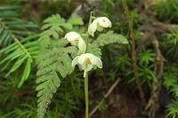 �}���o�m�C�`���N�\�E