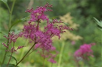 �V���c�P�\�E