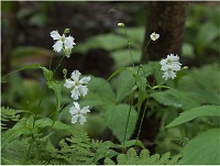 �Z���W���K���s