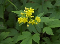 �n�N�T���I�~�i�G�V