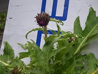 ����ȂƂ���Ƀt�W�A�U�~�I