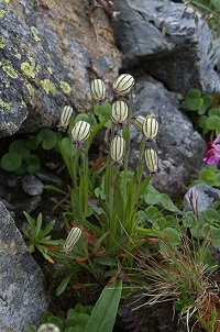 �^�J�l�}���e�}