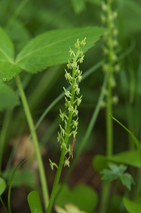 �z�U�L�C�`���E����