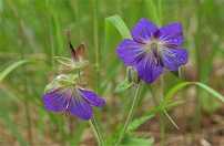 �^�J�l�O���i�C�t�E��