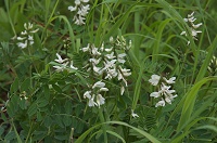 �V���E�}�I�E�M