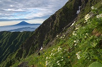 �n�N�T���C�`�Q�̌Q���ƕx�m�R�B