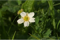 ���c��̃L�^�_�P�\�E�B