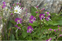 �A�J�C�V�~���}�N���K�^