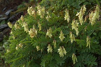 �C���I�E�M