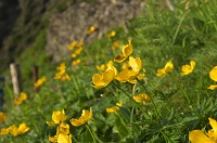 �V�i�m�L���o�C