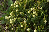 �A�I�m�c�K�U�N��