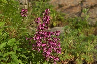 ���c�o�V�I�K�}