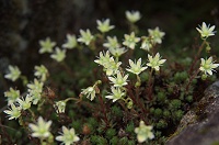 �V�R�^���\�E