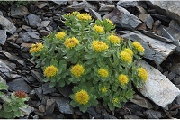 �C���x���P�C