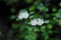 こちらもハナネコノメ