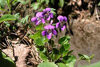 �ǂ�����̃j�I�C�^�`�c�{�X�~��