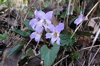 �i�K�o�m�X�~���T�C�V��