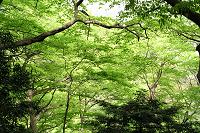 新緑が色鮮やかだ!